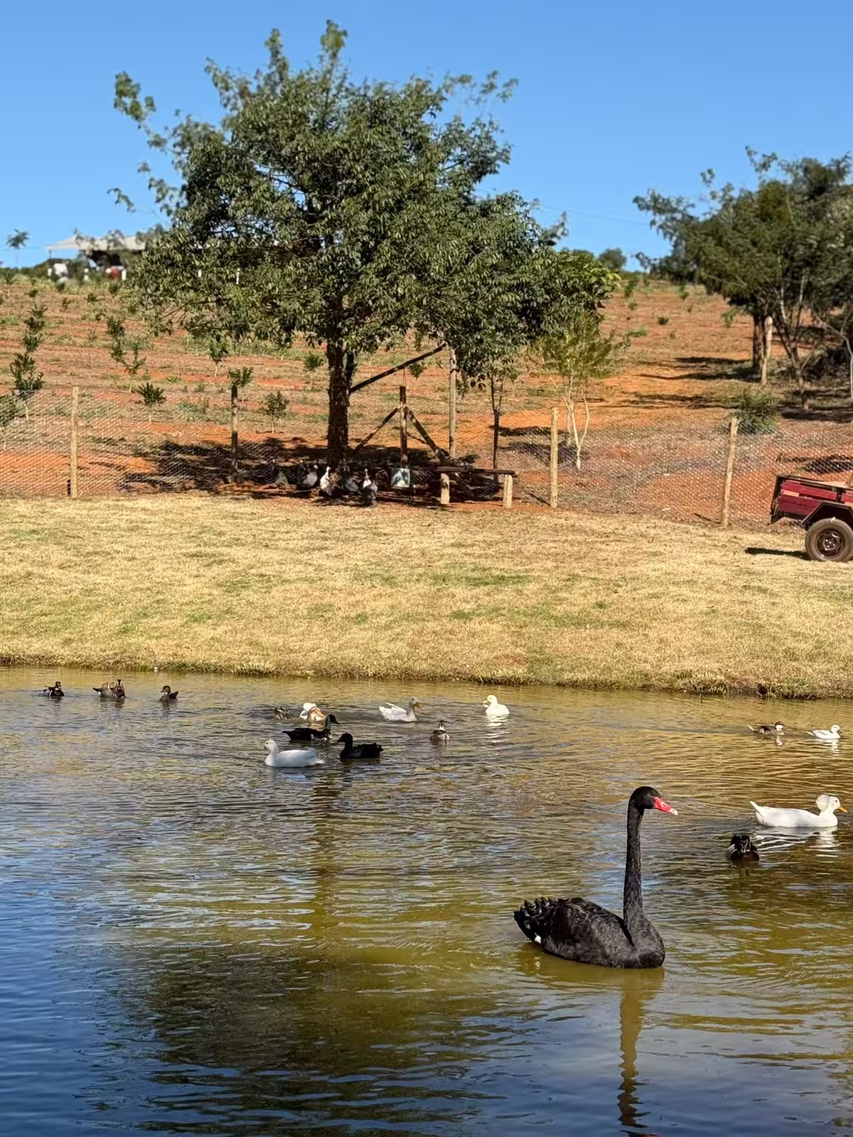 Criação de Aves Oliveira