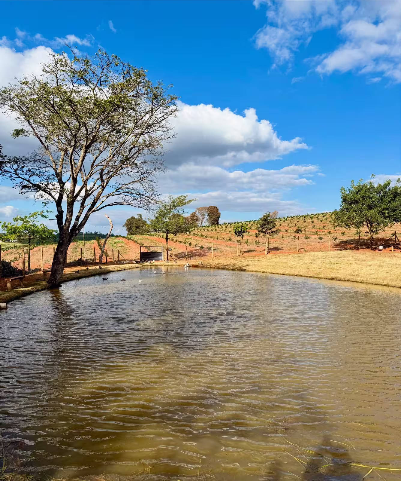 Criação de Aves Oliveira