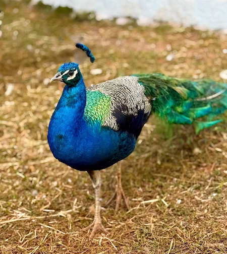 Pavão Azul